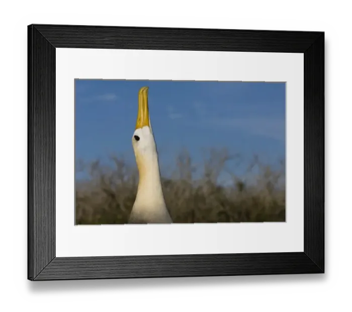 Framed Print : Waved Albatross (Phoebastria irrorata) Punta Cevallos, Espanola Island, Galapagos Islands, Ecuador