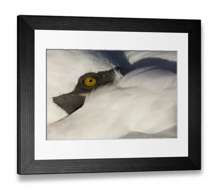 Framed Print : Nazca Booby, (formerly Masked booby) (Sula granti) Punta Cevallos, Espanola or Hood Island Framed Print : Nazca Booby, (formerly Masked booby) (Sula granti) Punta Cevallos, Espanola or Hood Island
