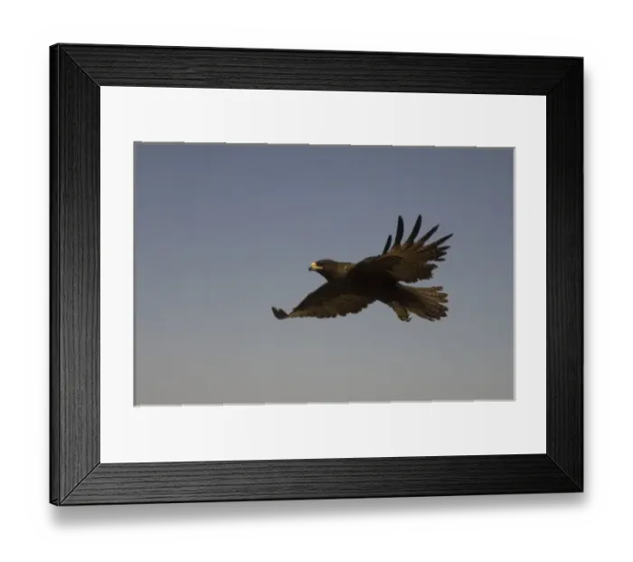 Framed Print : Galapagos Hawk (Buteo galapagoensis) Punta Cevallos, Espanola Island, Galapagos Islands, Ecuador Framed Print : Galapagos Hawk (Buteo galapagoensis) Punta Cevallos, Espanola Island, Galapagos Islands, Ecuador
