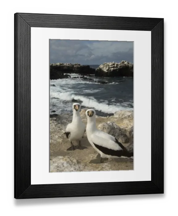 Framed Print : Nazca Boobies, (formerly Masked booby) (Sula granti) Punta Cevallos, Espanola or Hood Island Framed Print : Nazca Boobies, (formerly Masked booby) (Sula granti) Punta Cevallos, Espanola or Hood Island