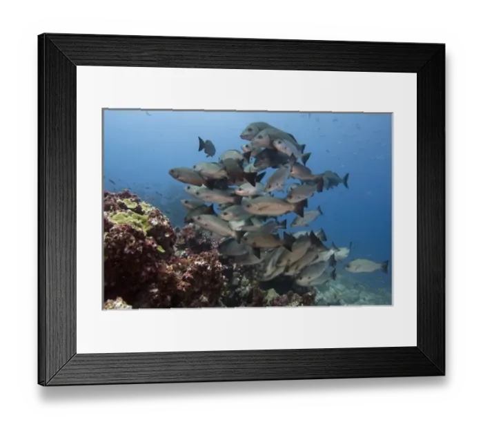 Framed Print : Galapagos Grunt (Orthopristis forbesi) Central Isles, Galapagos Islands, Ecuador