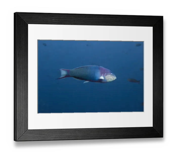 Framed Print : Sunset Wrasse (Thalassoma grammaticum) off of Wolf Island, Galapagos Islands, Ecuador Framed Print : Sunset Wrasse (Thalassoma grammaticum) off of Wolf Island, Galapagos Islands, Ecuador