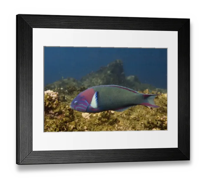 Framed Print : Sunset Wrasse (Thalassoma grammaticum) off of Wolf Island, Galapagos Islands, Ecuador Framed Print : Sunset Wrasse (Thalassoma grammaticum) off of Wolf Island, Galapagos Islands, Ecuador