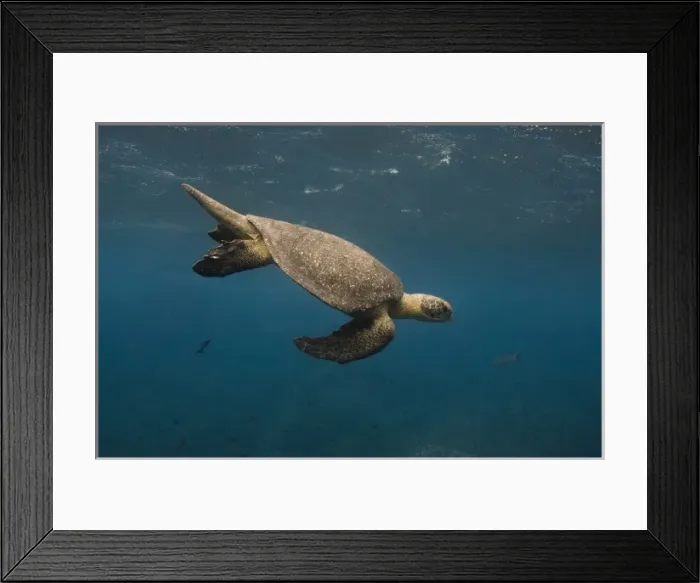 Framed Print : Central America, Ecuador Framed Print : Central America, Ecuador