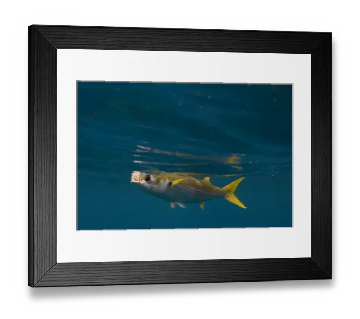 Framed Print : Yellowtail Mullet (Mugil rammelsbergi) off of Wolf Island, Galapagos Islands, Ecuador