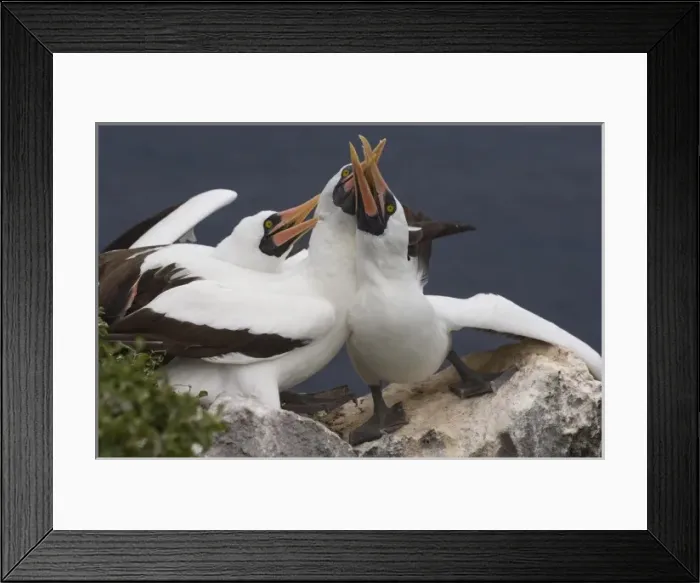 Framed Print : Nazca Boobies (formerly Masked booby) (Sula granti) Wolf Island, Galapagos Islands, Ecuador