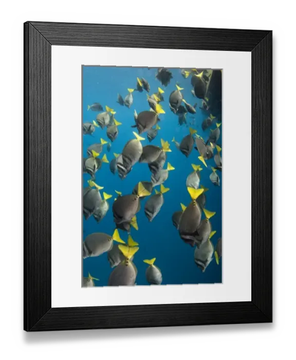 Framed Print : Yellowtailed Surgeonfish (Prionurus laticlavius) off of Wolf Island in the northern archepelago Framed Print : Yellowtailed Surgeonfish (Prionurus laticlavius) off of Wolf Island in the northern archepelago