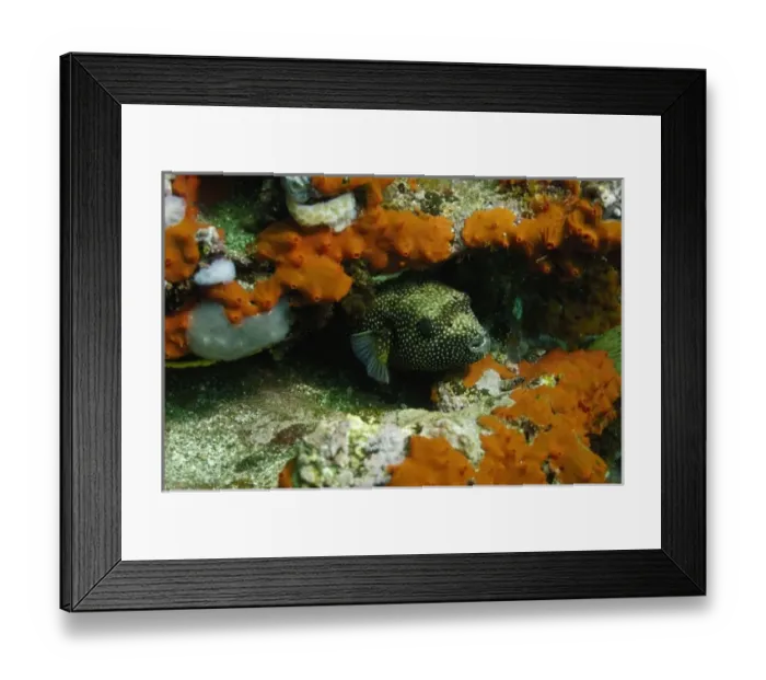 Framed Print : Guineafowl Puffer (Arothron meleagris) off of Wolf Island in the northern archipelage Framed Print : Guineafowl Puffer (Arothron meleagris) off of Wolf Island in the northern archipelage