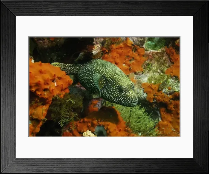 Framed Print : Guineafowl Puffer (Arothron meleagris) off of Wolf Island in the northern archipelago