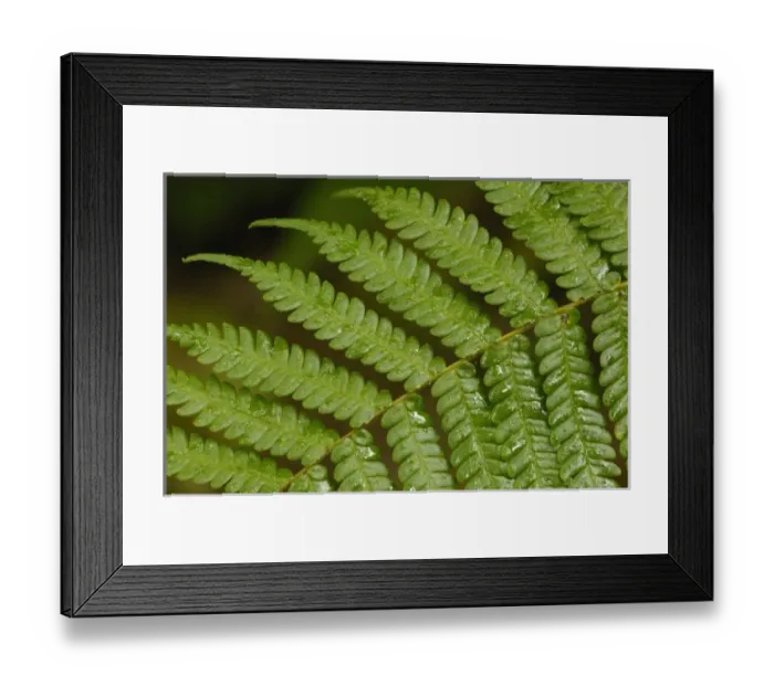 Framed Print : A fern detail, from Mindo Cloud Forest, Ecuador, South America