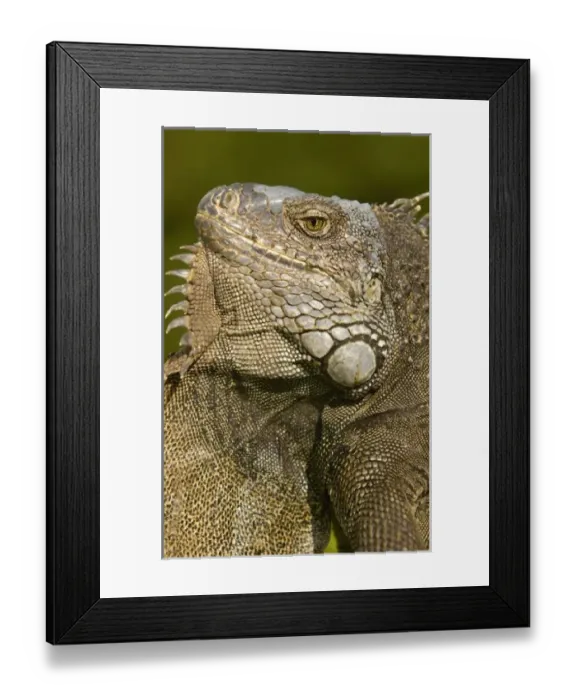 Framed Print : Central America, Ecuador