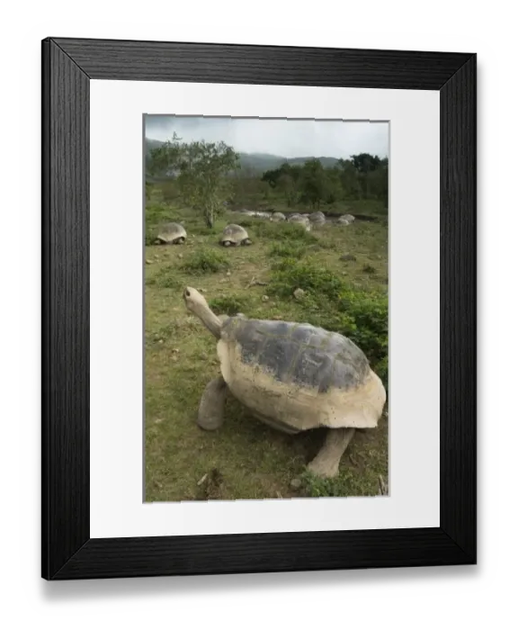 Framed Print : Central America, Ecuador Framed Print : Central America, Ecuador