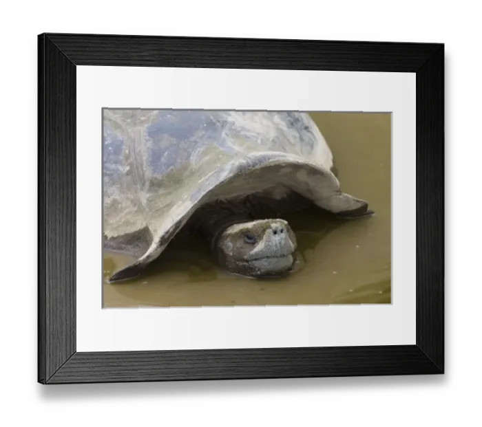 Framed Print : Galapagos Giant Tortoise (Geochelone elephantophus vandenburghi) near Alcedo Volcano crater floor