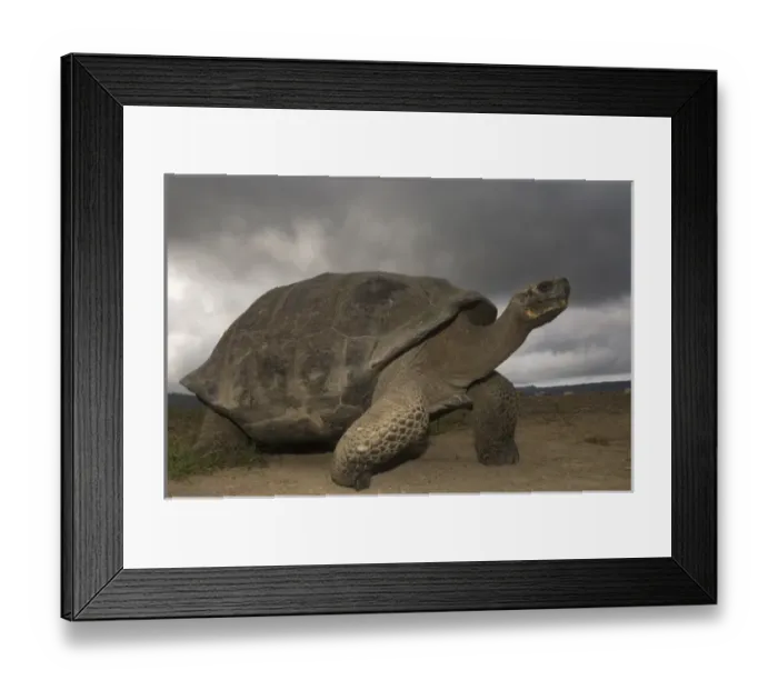 Framed Print : Central America, Ecuador