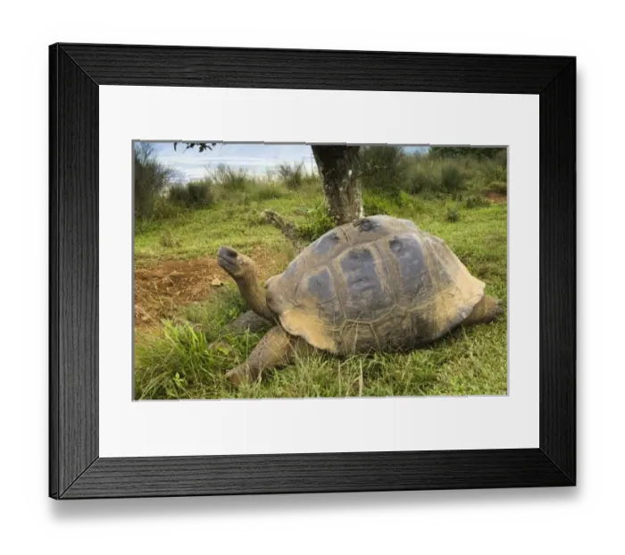 Framed Print : Central America, Ecuador Framed Print : Central America, Ecuador