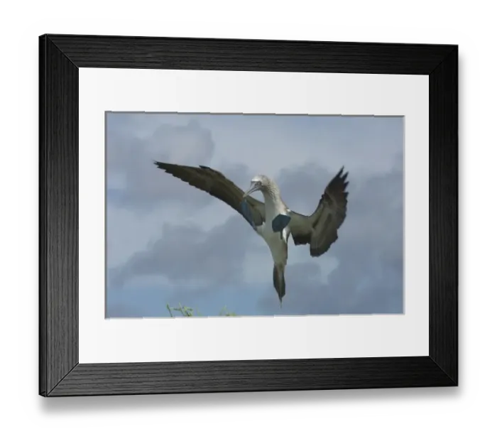 Framed Print : Blue-footed booby (Sula nebouxii excisa), Punta Cevallos, EspaAnola or Hood Island