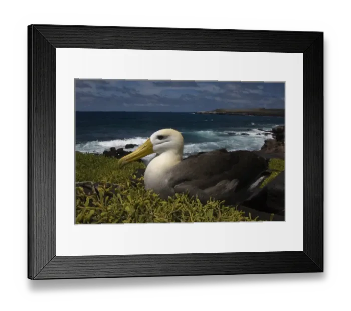 Framed Print : Waved Albatross (Phoebastria irrorata) Punta Cevallos, EspaAnola Island, Galapagos Islands
