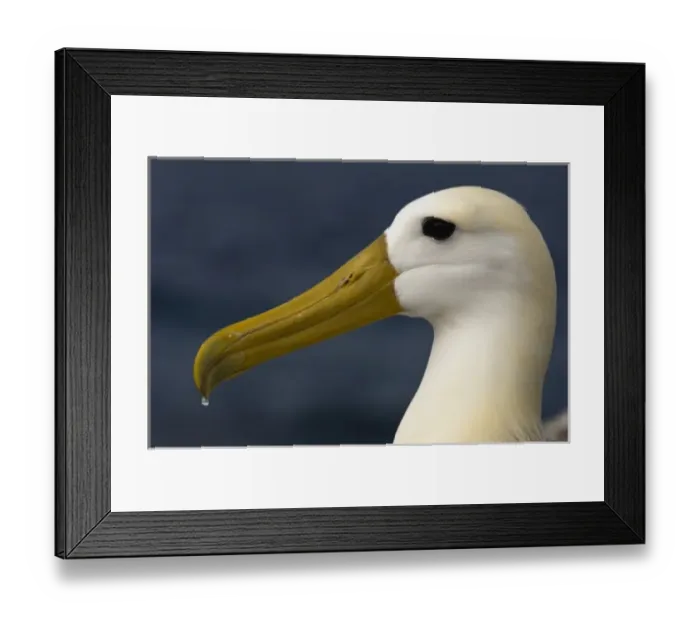 Framed Print : Waved Albatross (Phoebastria irrorata) Punta Cevallos, Espaaa'ola Island, GALAPAGOS
