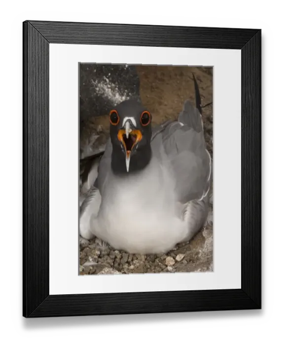 Framed Print : Swallow-tailed Gull (Larus furcatus) on nest, Punto Cevallos, EspaAnola (Hood) Island Framed Print : Swallow-tailed Gull (Larus furcatus) on nest, Punto Cevallos, EspaAnola (Hood) Island