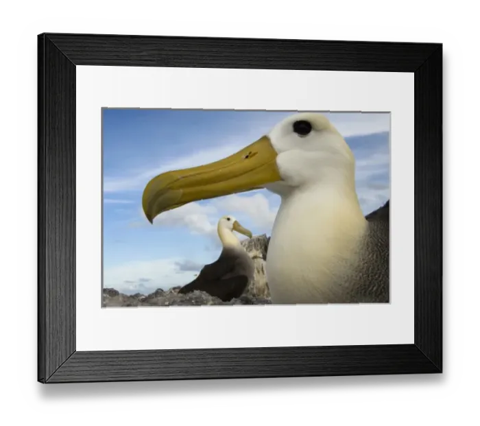 Framed Print : Central America, Ecuador
