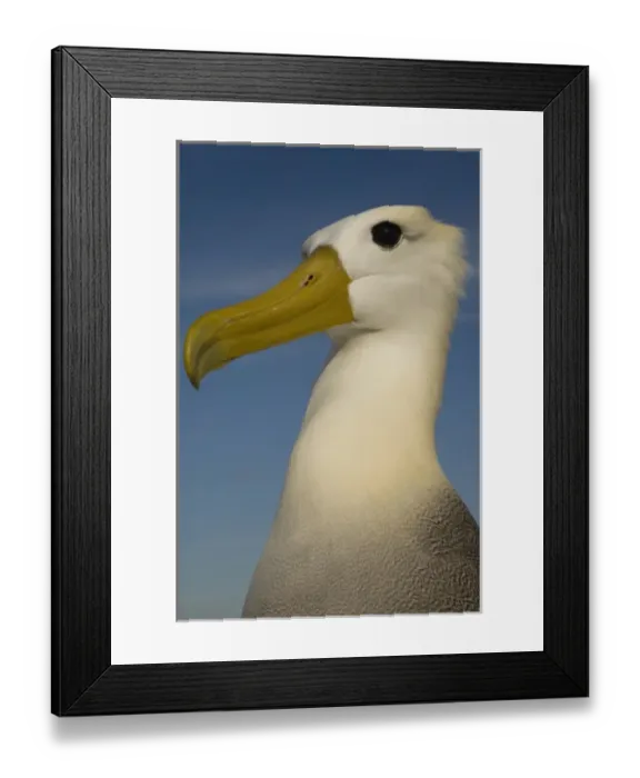 Framed Print : Waved Albatross (Phoebastria irrorata), close up, Punta Cevallos, EspaAnola Island Framed Print : Waved Albatross (Phoebastria irrorata), close up, Punta Cevallos, EspaAnola Island