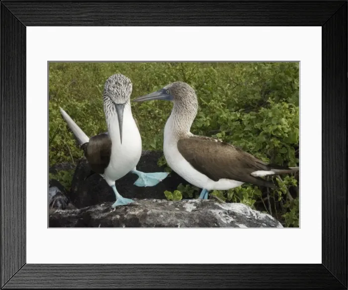 Framed Print : Central America, Ecuador Framed Print : Central America, Ecuador