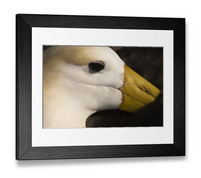 Framed Print : Central America, Ecuador Framed Print : Central America, Ecuador