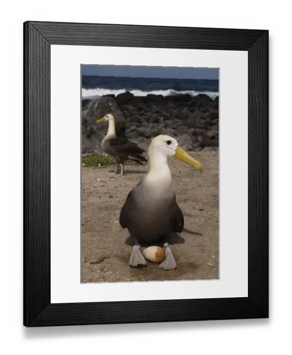 Framed Print : Waved Albatross (Phoebastria irrorata) with egg. Punta Cevallos, EspaAnola Island, Galapagos Islands Framed Print : Waved Albatross (Phoebastria irrorata) with egg. Punta Cevallos, EspaAnola Island, Galapagos Islands