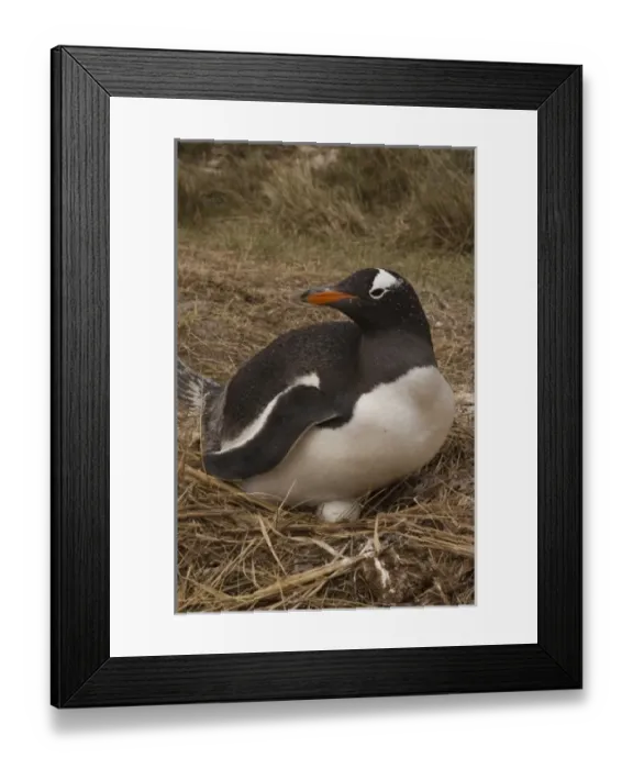 Framed Print : Gentoo Penguin (Pygoscelis papua) nesting, West Falkland. Falkland Islands Framed Print : Gentoo Penguin (Pygoscelis papua) nesting, West Falkland. Falkland Islands