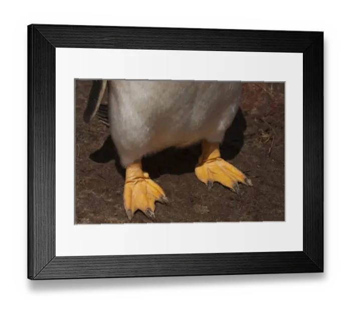 Framed Print : South America, Falkland Islands Framed Print : South America, Falkland Islands