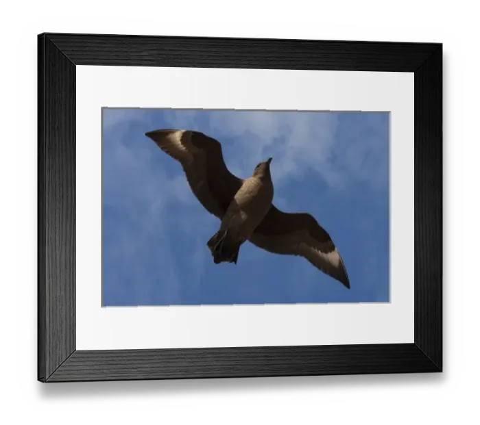 Framed Print : Antarctic Skua (Catharacta antarctica) West Falkland, Falkland Islands. They obtain
