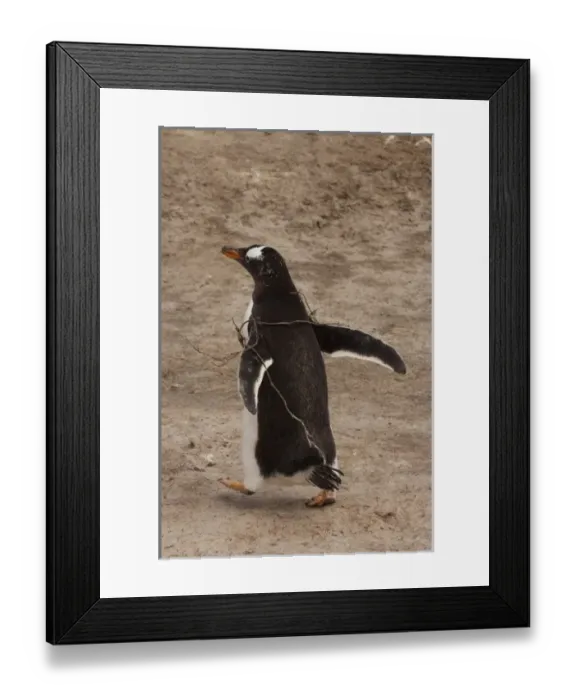 Framed Print : South America, Falkland Islands