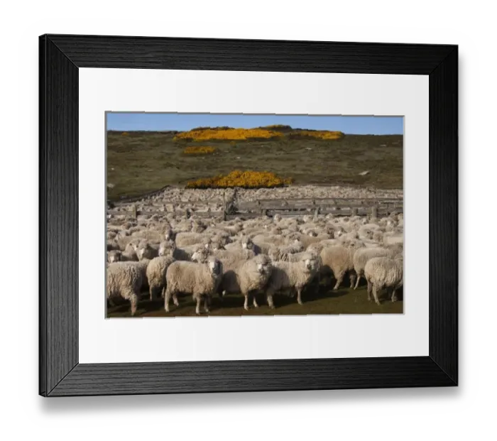 Framed Print : Sheep before shearing (Roughies), Port Stephens Farm, West Falkland, Falkland Islands Framed Print : Sheep before shearing (Roughies), Port Stephens Farm, West Falkland, Falkland Islands