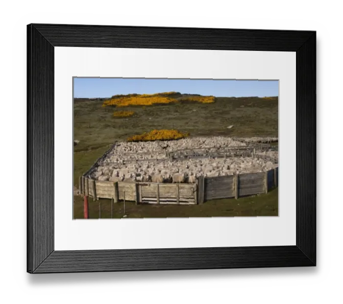 Framed Print : South America, Falkland Islands Framed Print : South America, Falkland Islands