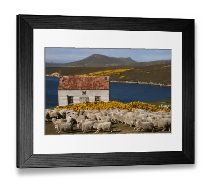Framed Print : South America, Falkland Islands Framed Print : South America, Falkland Islands
