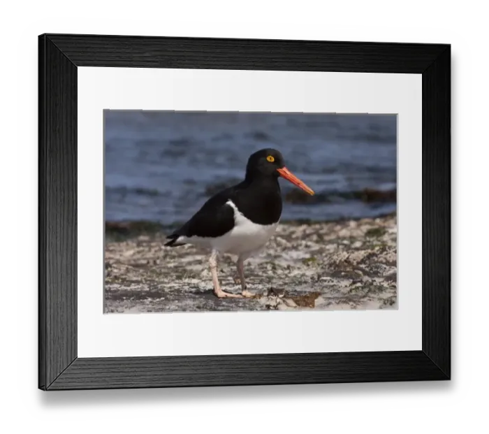 Framed Print : Magellanic Oystercatcher (Haematopus leucopodus) West Falkland Island, Falkland Islands Framed Print : Magellanic Oystercatcher (Haematopus leucopodus) West Falkland Island, Falkland Islands
