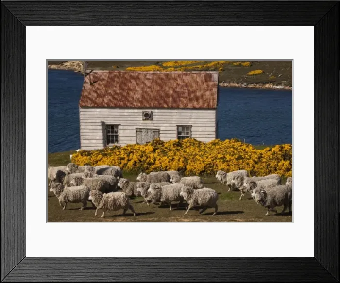 Framed Print : Sheep ready for shearing (Roughies) at Port Stephens Farm, West Falkland, Falkland Islands