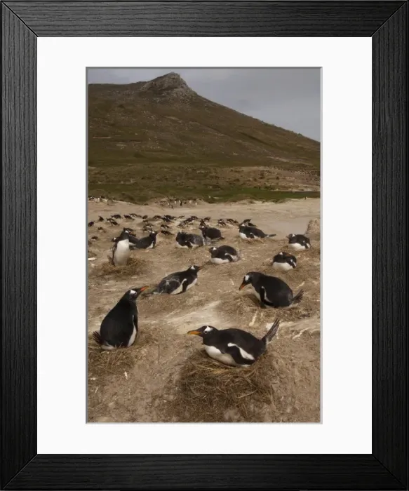 Framed Print : Gentoo Penguins (Pygoscelis papua) colony, West Falkland, Falkland Islands Framed Print : Gentoo Penguins (Pygoscelis papua) colony, West Falkland, Falkland Islands
