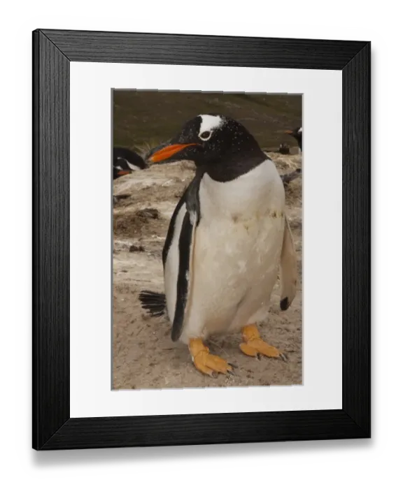Framed Print : South America, Falkland Islands