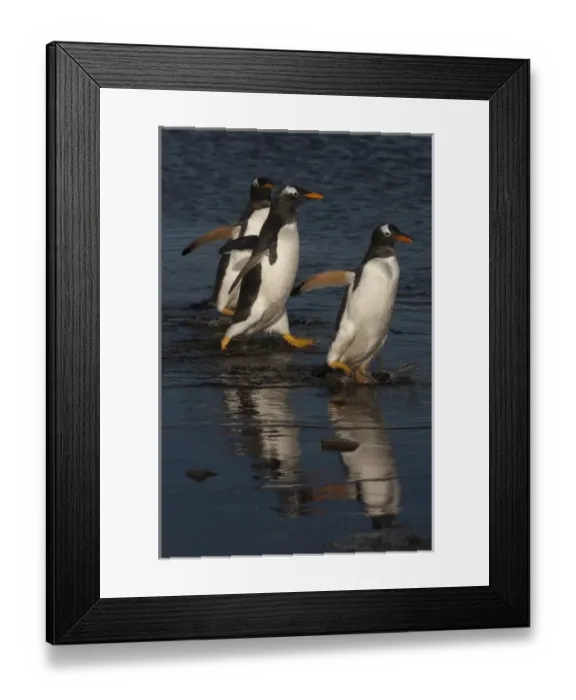 Framed Print : Gentoo Penguins (Pygoscelis papua) on Sea Lion Island, south of mainland, east Falkland Island