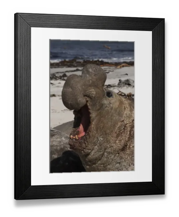 Framed Print : Southern Elephant Seal (Mirounga leonina) a Bull on the beach on Sea Lion Island Framed Print : Southern Elephant Seal (Mirounga leonina) a Bull on the beach on Sea Lion Island