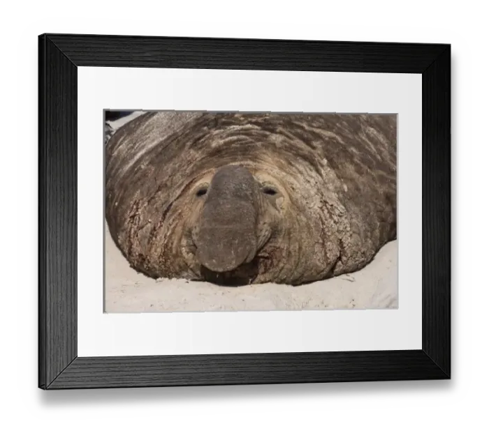 Framed Print : Southern Elephant Seal (Mirounga leonina) Bull on theSea Lion Island, south of mainland