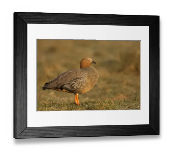 Framed Print : Ruddy-headed Goose (Chloephaga rubidiceps), Sea Lion Island, south of mainland, east
