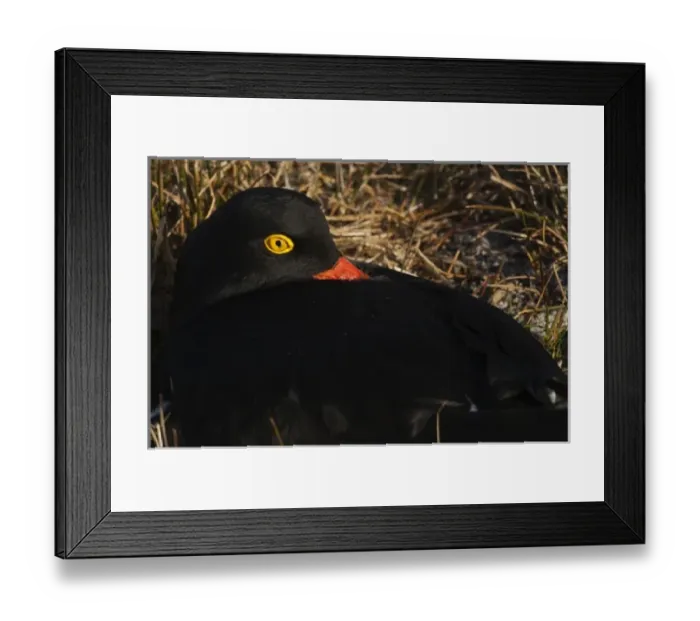 Framed Print : Magellanic Oystercatcher (Haematopus leucopodus) sitting on a nest on Sea Lion Island Framed Print : Magellanic Oystercatcher (Haematopus leucopodus) sitting on a nest on Sea Lion Island