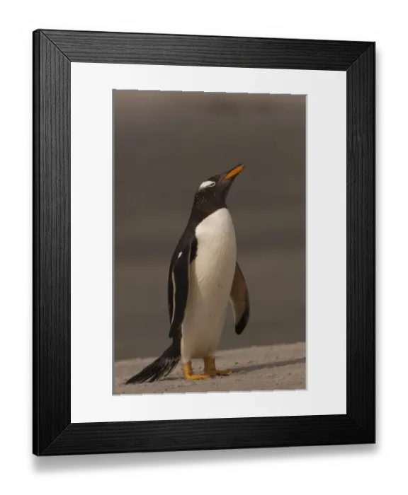 Framed Print : Gentoo Penguin (Pygoscelis papua) on Sea Lion Island, south of mainland, east Falkland Island Framed Print : Gentoo Penguin (Pygoscelis papua) on Sea Lion Island, south of mainland, east Falkland Island