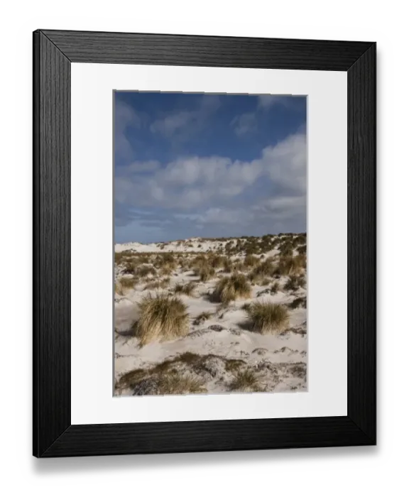 Framed Print : Tussock Grass (Poa flabellata) growing in the dunes on Sea Lion Island, south of mainland Framed Print : Tussock Grass (Poa flabellata) growing in the dunes on Sea Lion Island, south of mainland