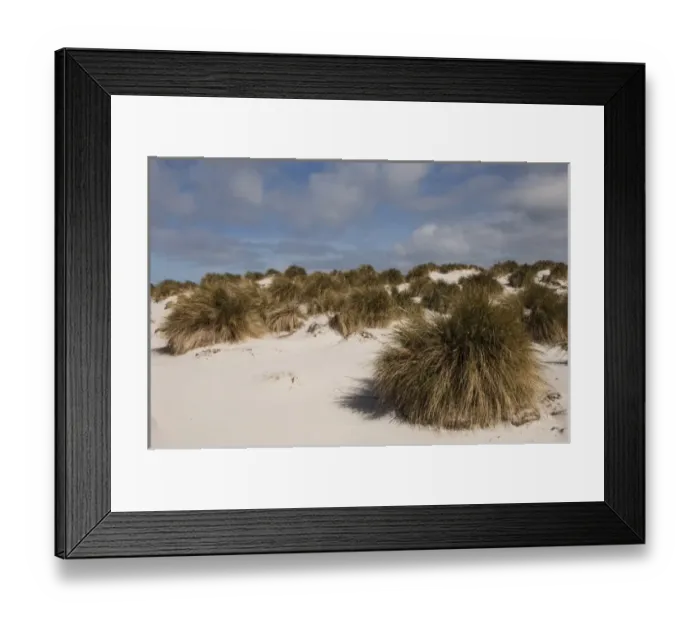 Framed Print : Tussock Grass (Poa flabellata) growing in the dunes on Sea Lion Island, south of mainland Framed Print : Tussock Grass (Poa flabellata) growing in the dunes on Sea Lion Island, south of mainland