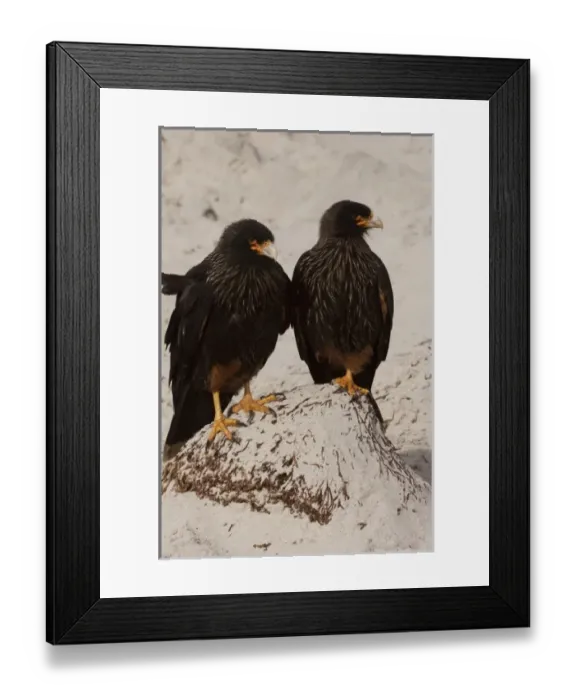 Framed Print : Striated Caracaras or Johnny Rooks (Phalcoboenus australis) on Sea Lion Island, south of mainland Framed Print : Striated Caracaras or Johnny Rooks (Phalcoboenus australis) on Sea Lion Island, south of mainland