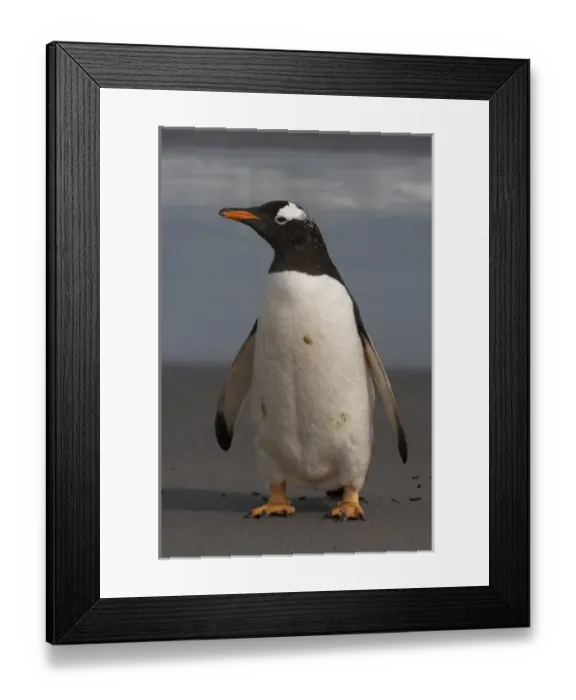 Framed Print : Gentoo Penguin (Pygoscelis papua) on Sea Lion Island, south of mainland, east Falkland Island Framed Print : Gentoo Penguin (Pygoscelis papua) on Sea Lion Island, south of mainland, east Falkland Island