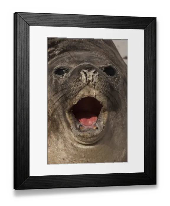 Framed Print : Southern Elephant Seal (Mirounga leonina) a pup, and only a few days old. Sea Lion Island Framed Print : Southern Elephant Seal (Mirounga leonina) a pup, and only a few days old. Sea Lion Island